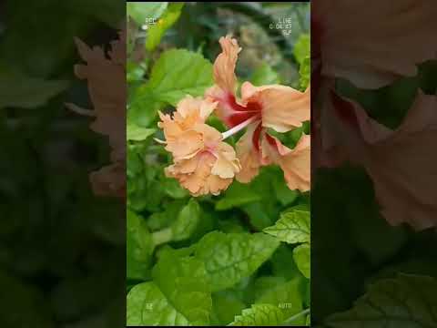 #flowers #youtubeshorts #love #trending #muditawork