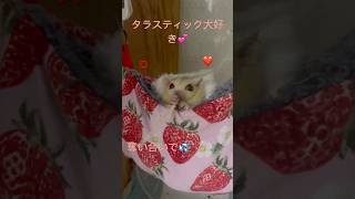 大好きなタラスティックの奪い合い💦#フクロモモンガ #シュガーグライダー#癒し #喧嘩#奪い合い#争い#sugar glider#可愛い