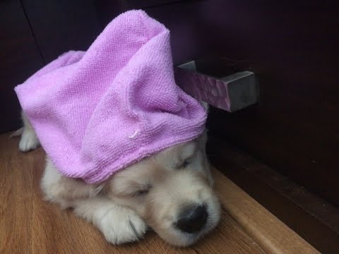 MY DUMB DOG!!!!!🐶