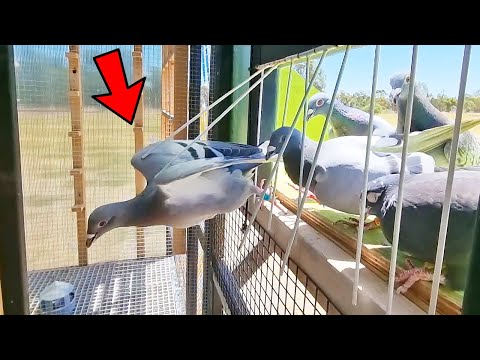 Flying The Pigeons & Surprise!