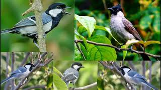 Download lagu Suara pikat burung kombinasi kutilang ribut,glatik batu mp3