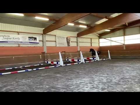 2yo stallion by Conthargos