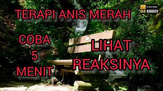 Download lagu TERAPI Burung ANIS MERAH, Coba 5 Menit Lihat REAKSINYA. mp3 Download lagu TERAPI Burung ANIS MERAH, Coba 5 Menit Lihat REAKSINYA. mp3
