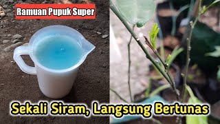Download lagu Cara Mengatasi Tanaman Jeruk Yang Stagnan Sulit Tumbuh Agar Subur Kembali mp3 Download lagu Cara Mengatasi Tanaman Jeruk Yang Stagnan Sulit Tumbuh Agar Subur Kembali mp3