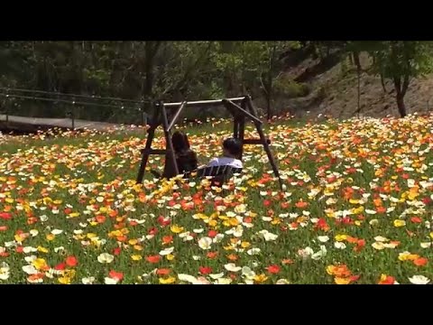 アイスランドポピー 植物