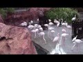 Flamingos At Jamba House Animal Kingdom Lodge Walt Disney World