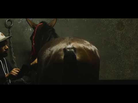 A passion for the thoroughbred | Brisbane Racing Club