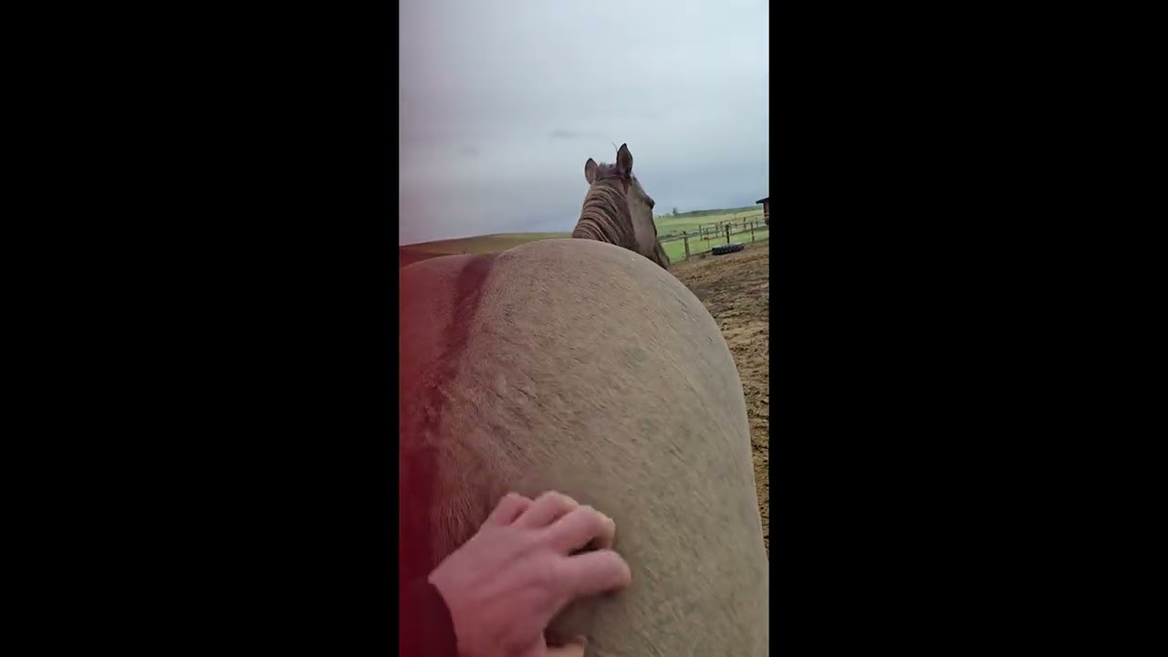 Horse Demands Butt Scratches || ViralHog