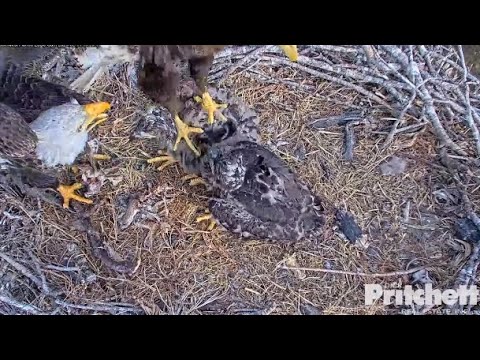 SWFL Eagles ~ INTRUDER FOLLOWS M15 To Nest! M15 DEFENDS HIS E's & PUSHES INTRUDER OFF! 2.11.23