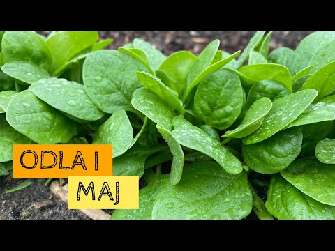 Odla i MAJ - Regn och svala temperaturer. Nu börjar trädgården att fyllas.