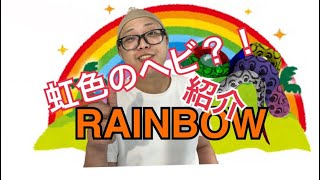 【ブラジルレインボーボア】世界で最も美しい虹色のボア？！超ゴイゴイスーなヘビを紹介&解説します！
