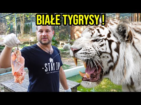 SPĘDZIŁEM DZIEŃ Z 33 TYGRYSAMI !