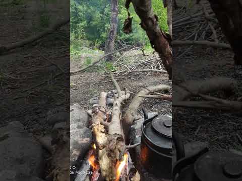 Cherry orchard , the river and tea