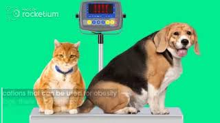 A Brief views on obesity in Pets