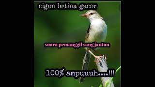 Download lagu suara pikat ciblek gunung/cigun betina,untuk memanggil sang jantan mp3