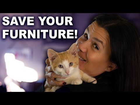 TIRED of Your Cat Destroying Things? | 6 Steps to Cat Proof Your Home!