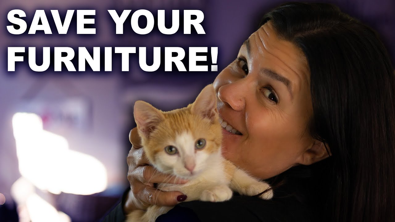 TIRED of Your Cat Destroying Things? | 6 Steps to Cat Proof Your Home!