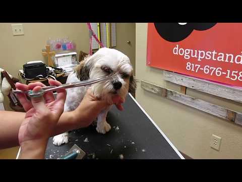 My Dog Has A Really Bad Ear Infection Video