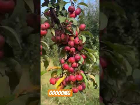 itnay saray apple 🍎