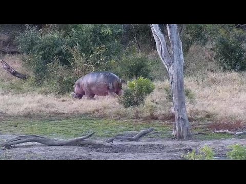 Djuma: Hippo leaving the dam - 17:08 - 06/29/20