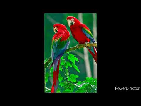 The Most Beautiful Birds Collection.🕊️