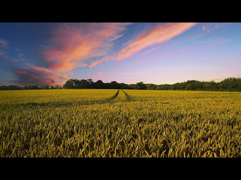 A lesson from a farmer's field - YouTube