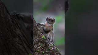 Wild animal 4k HD video status| #wildlifephotos #wildplanet #wildlifephotography| SP CREATION'S Wild animal 4k HD video status| #wildlifephotos #wildplanet #wildlifephotography| SP CREATION'S