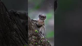 Wild animal 4k HD video status| #wildlifephotos #wildplanet #wildlifephotography| SP CREATION'S