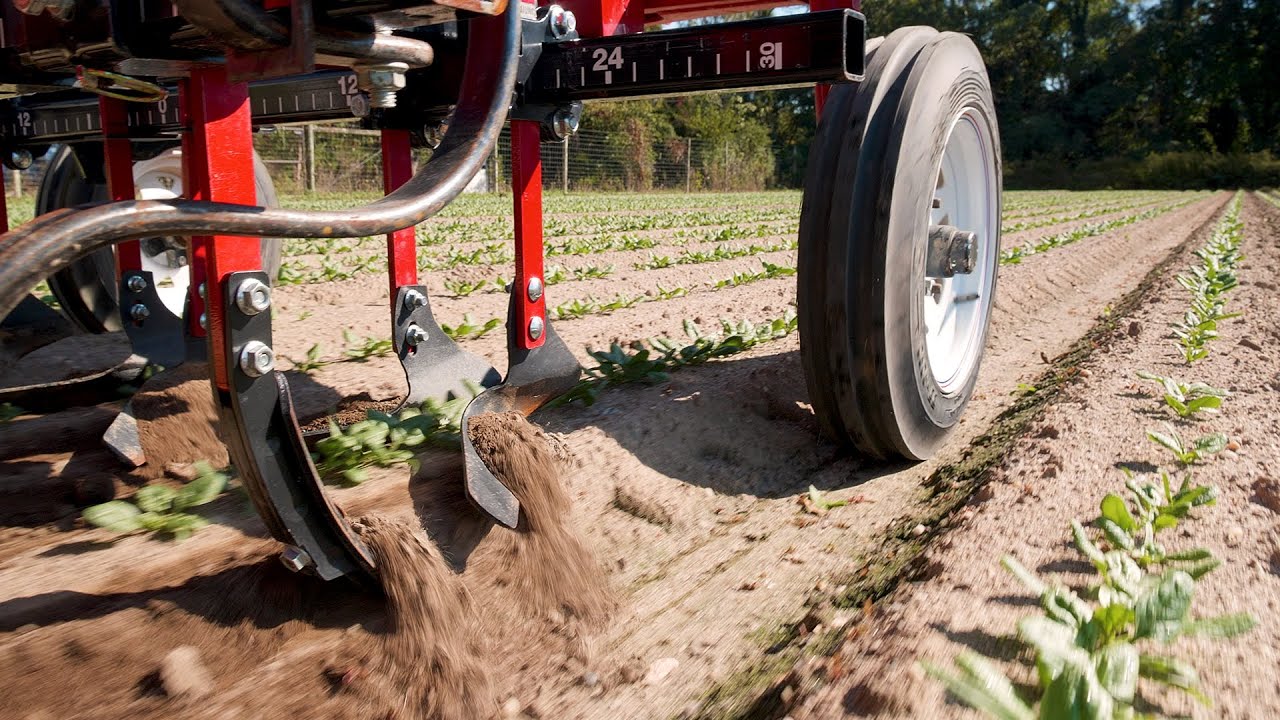 Spinach Cultivation With Beet Hoes