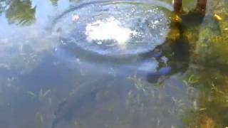 preview picture of video 'Barramundi Fish Feeding Territory Manor NT'