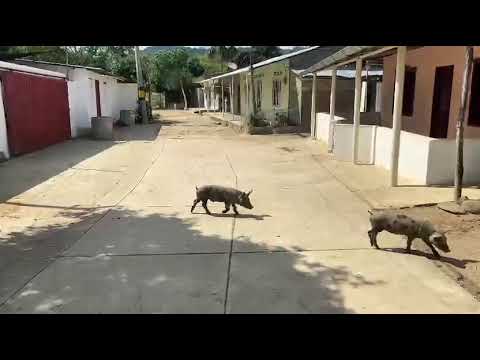 El Bajo Florece con Color | Proyecto turístico y cultural en San Pedro Consolado, Bolívar🌺
