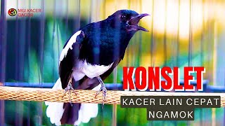 Download lagu KACER NGAMOK KONSLET, SEKALI DENGAR BIKIN KACER LAWAN LANGSUNG TARUNG mp3 Download lagu KACER NGAMOK KONSLET, SEKALI DENGAR BIKIN KACER LAWAN LANGSUNG TARUNG mp3