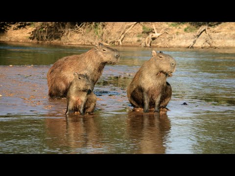 Capybara Facts | the World of Adorable Water-loving Giants