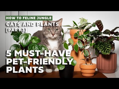 5 Must-Have Pet Friendly Indoor Plants l Easy Non-Toxic to Pets Houseplants