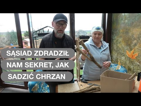 Za Jego Chrzanem Wszyscy Przepadają - Sadzimy Chrzan Według Zasad Gospodarza