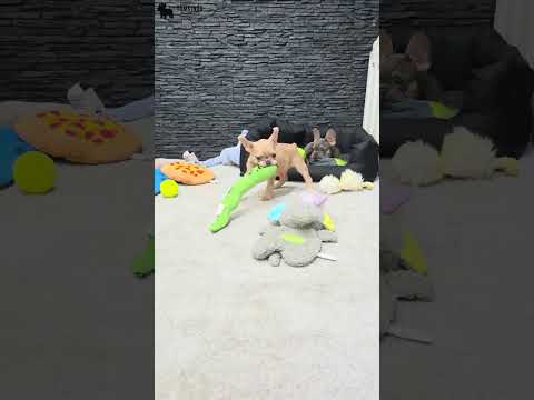Video 3