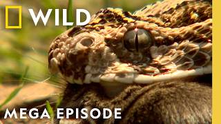 ההתקפות הקטלניות ביותר של ממלכת החיות | פרק המגה הקטלני ביותר בעולם | חיות נאט ג'או
