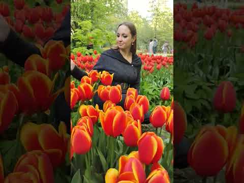 Russia. Moscow.Spring 2021. #moscow #tulip #nature #russia