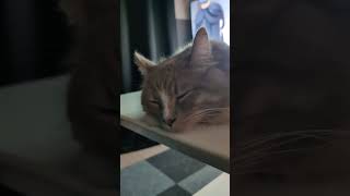 この寝顔を守りたい #可愛い猫 #猫