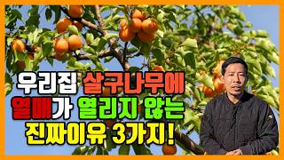 살구나무 열매가 열리지 않는 진짜 이유 3가지???? 살구나무 심으신분 꼭 시청하셔유