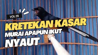 Download lagu Kretekan murai batu emosi AMPUH buat pancingan murai batu JADIKAN murai batu gacor mp3