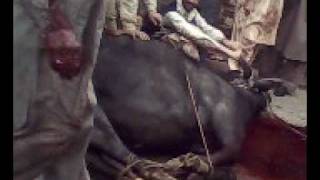 preview picture of video 'Eid-ul-azha qurbani of a big buffalo (2009) عیدالاضحٰی قربانی'