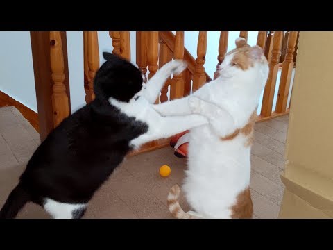 Crazy Cat Fight | 4K
