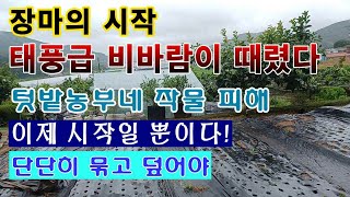 [텃밭농부 1,575]  태풍급 비바람이 불어 닥쳤든 장마의 시작. 텃밭농부네 작물 상태. 이것은 시작일 뿐…