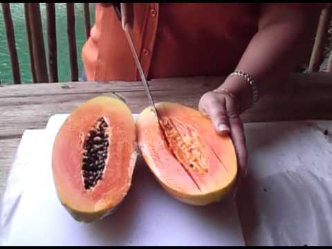 download lagu mp3 mp4 What Is Maradol Papaya, download lagu What Is Maradol Papaya gratis, unduh video klip What Is Maradol Papaya