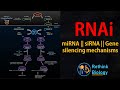 RNA Interference RNAi Animation MiRNA SiRNA MRNA Regulation