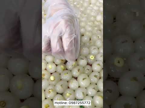 Video Đặc Sản Long Nhãn Hạt Sen Hưng Yên