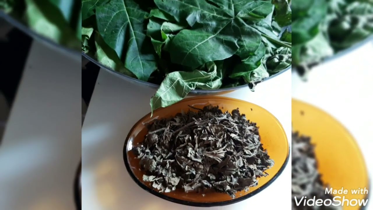 CHÁ DE FOLHAS DE ALGODÃO E SEUS BENEFÍCIOS