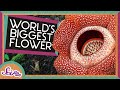 The Biggest Flower In The World Corpse Flower SciShow Kids