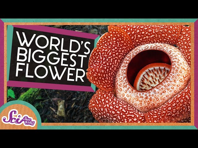Wymowa wideo od Rafflesia na Angielski